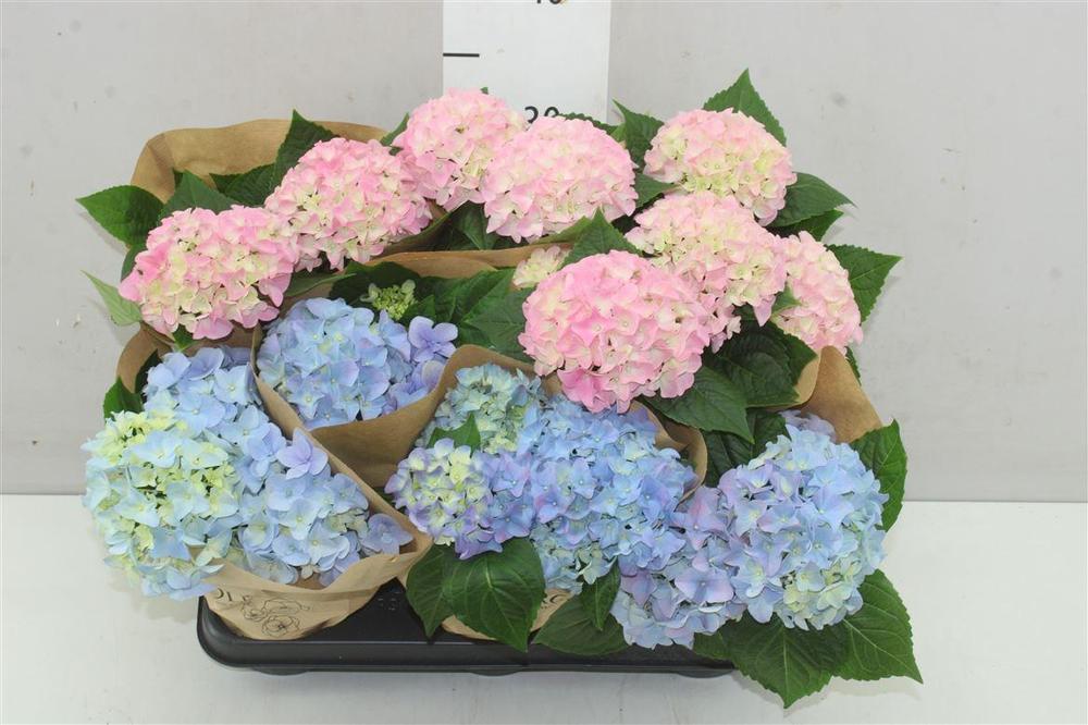 Hydrangea macr. mix DK