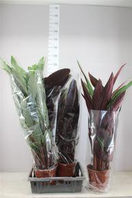 Calathea mix