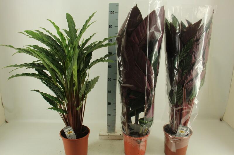 Calathea mix