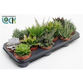 Succulent mix