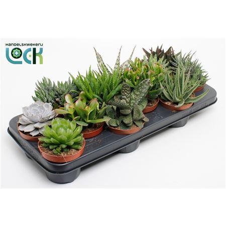 Succulent mix