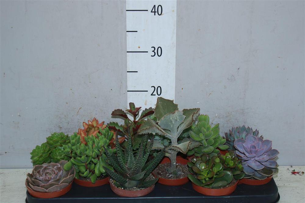 Succulent mix
