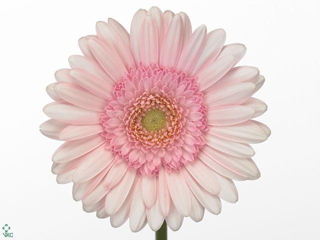 Germini plastic bridal kimsey