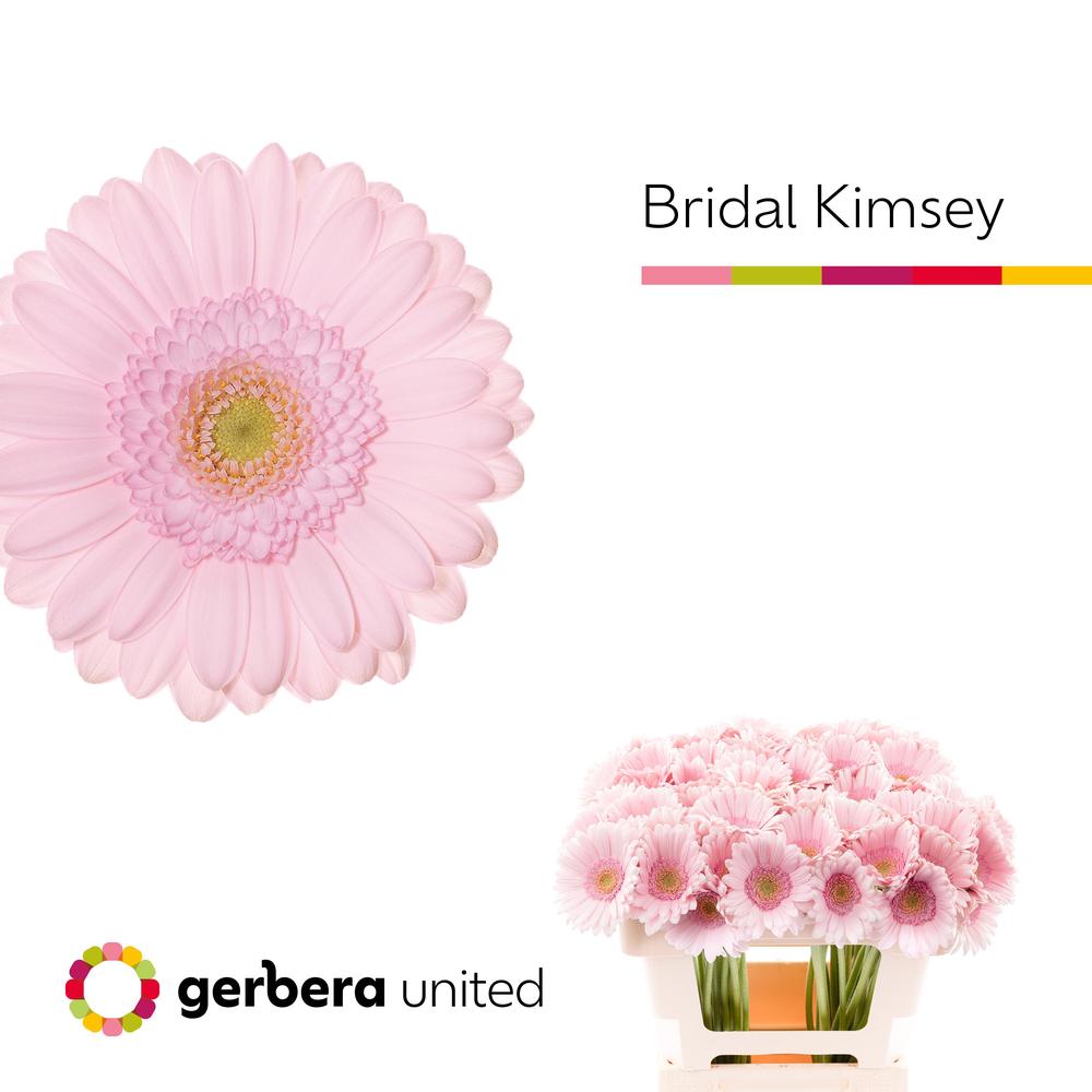 Germini plastic bridal kimsey