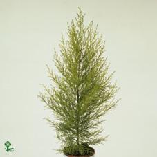 Cupressus macr. Goldcrest Wilma