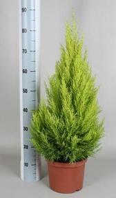 Cupressus macr. Goldcrest Wilma