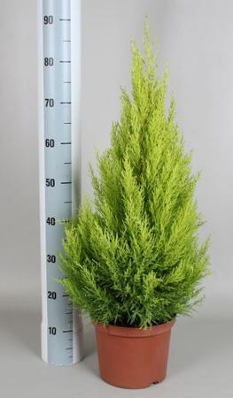 Cupressus macr. Goldcrest Wilma