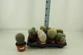 Cactus mix