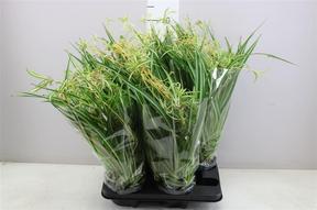 Chlorophytum - závěs
