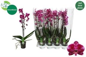 Phalaenopsis Fortune Cascade 1tak