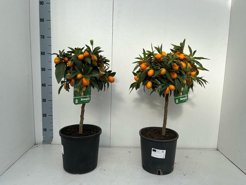 Citrofortunella Kumquat