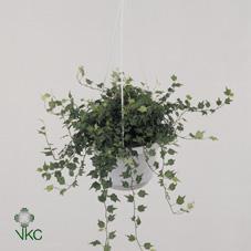 Hedera Jessica