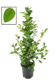 Hedera Jessica