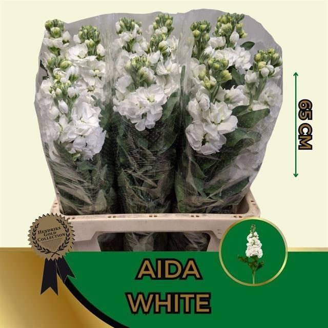 Matthiola wit