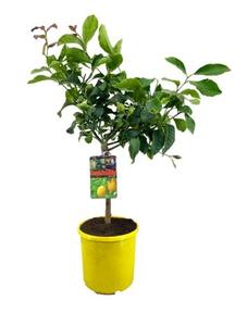 Citrofortunella Lemon