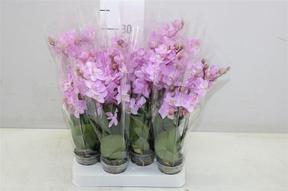 Phalaenopsis pink 2tak