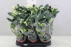 Stephanotis 8+