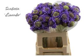 Scabiosa lavender scoop
