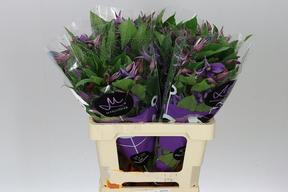 Clematis amazing rome