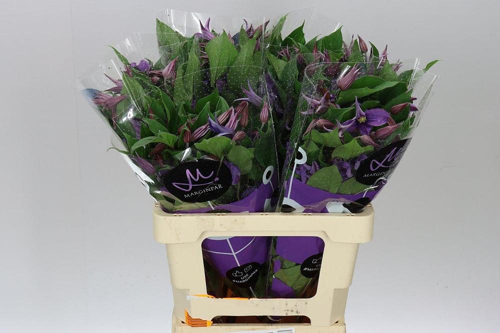 Clematis amazing rome