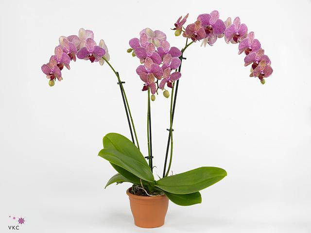Phalaenopsis pink 2tak 18+