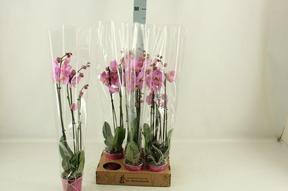 Phalaenopsis pink 2tak 18+