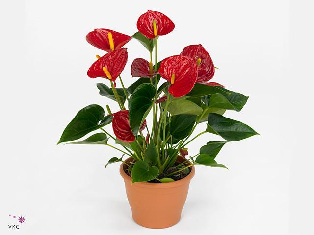 Anthurium Sweet Dream
