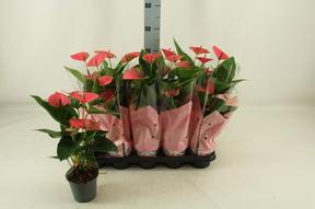 Anthurium Sweet Dream