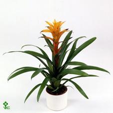 Guzmania Variada orange