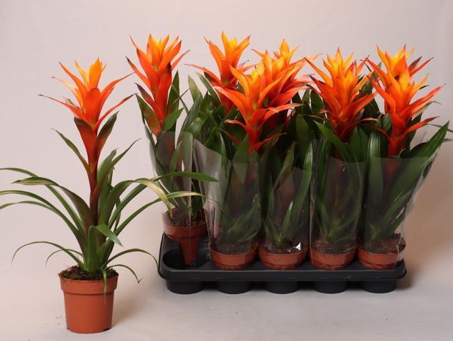 Guzmania Variada orange