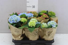 Hydrangea macr. mix DK 3+