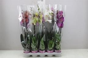 Phalaenopsis mix 2tak 16+