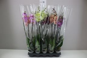 Phalaenopsis mix 2tak 16+