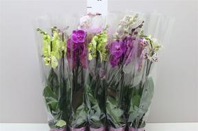 Phalaenopsis mix 2tak 16+