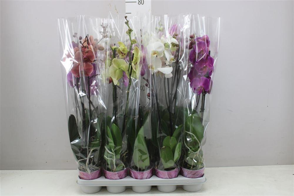 Phalaenopsis mix 2tak 16+