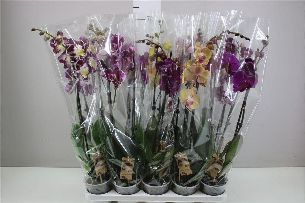 Phalaenopsis mix 2tak 16+