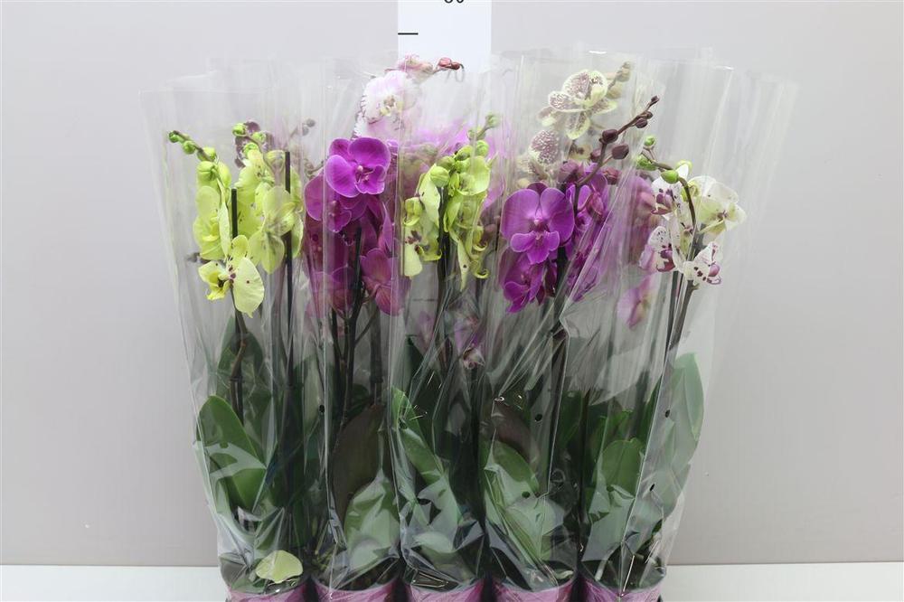 Phalaenopsis mix 2tak 16+