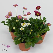 Bellis Habanera  CZ