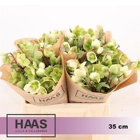 Helleborus winterbells