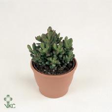 Crassula ovata Convoluta