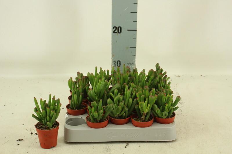 Crassula ovata Convoluta