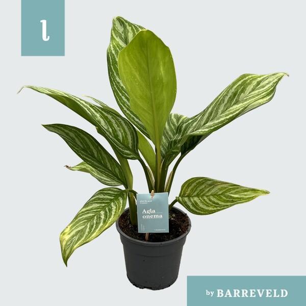 Aglaonema Stripes