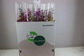 Phalaenopsis mix Levo 2tak 20+