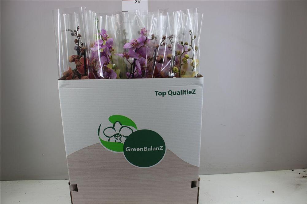Phalaenopsis mix Levo 2tak 20+