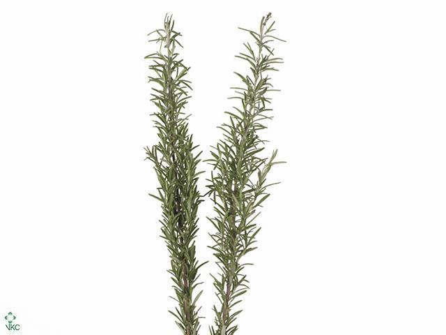 Rosmarinus officinalis