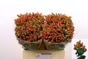 Hypericum tomato flair