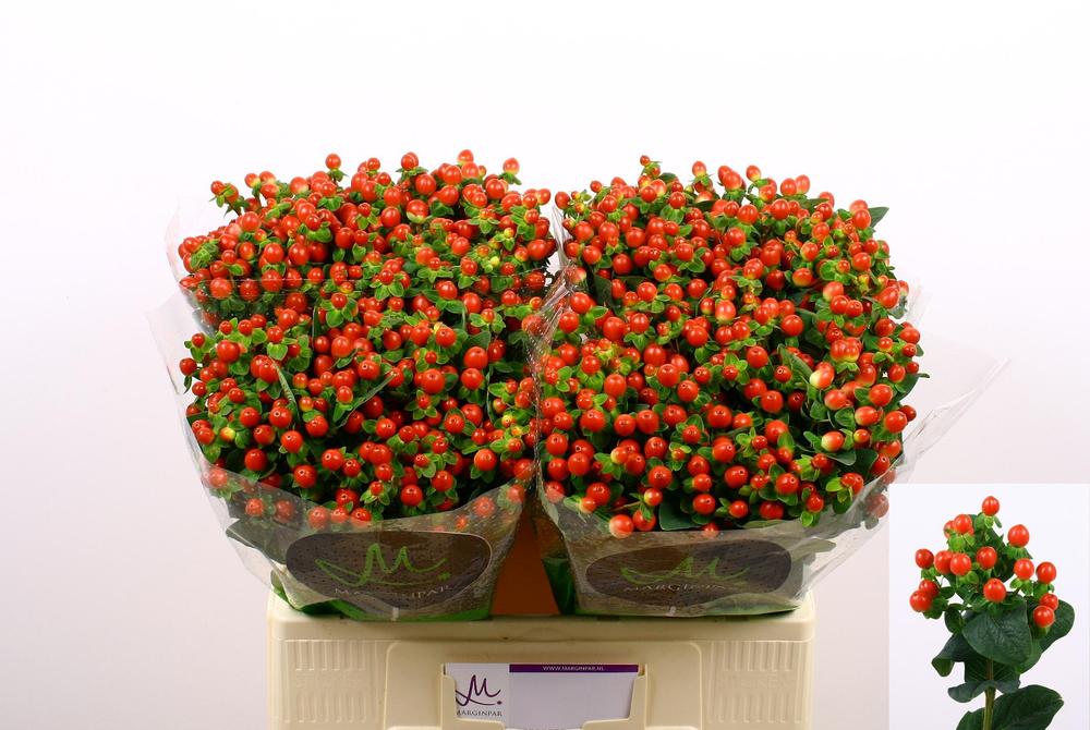 Hypericum tomato flair