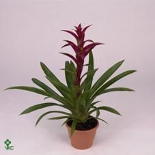 Guzmania Ostara keramika