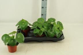 Peperomia polybotrya Raindrop