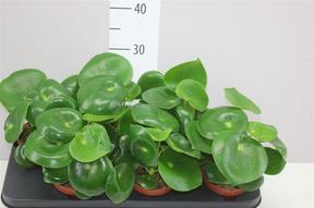 Peperomia polybotrya Raindrop